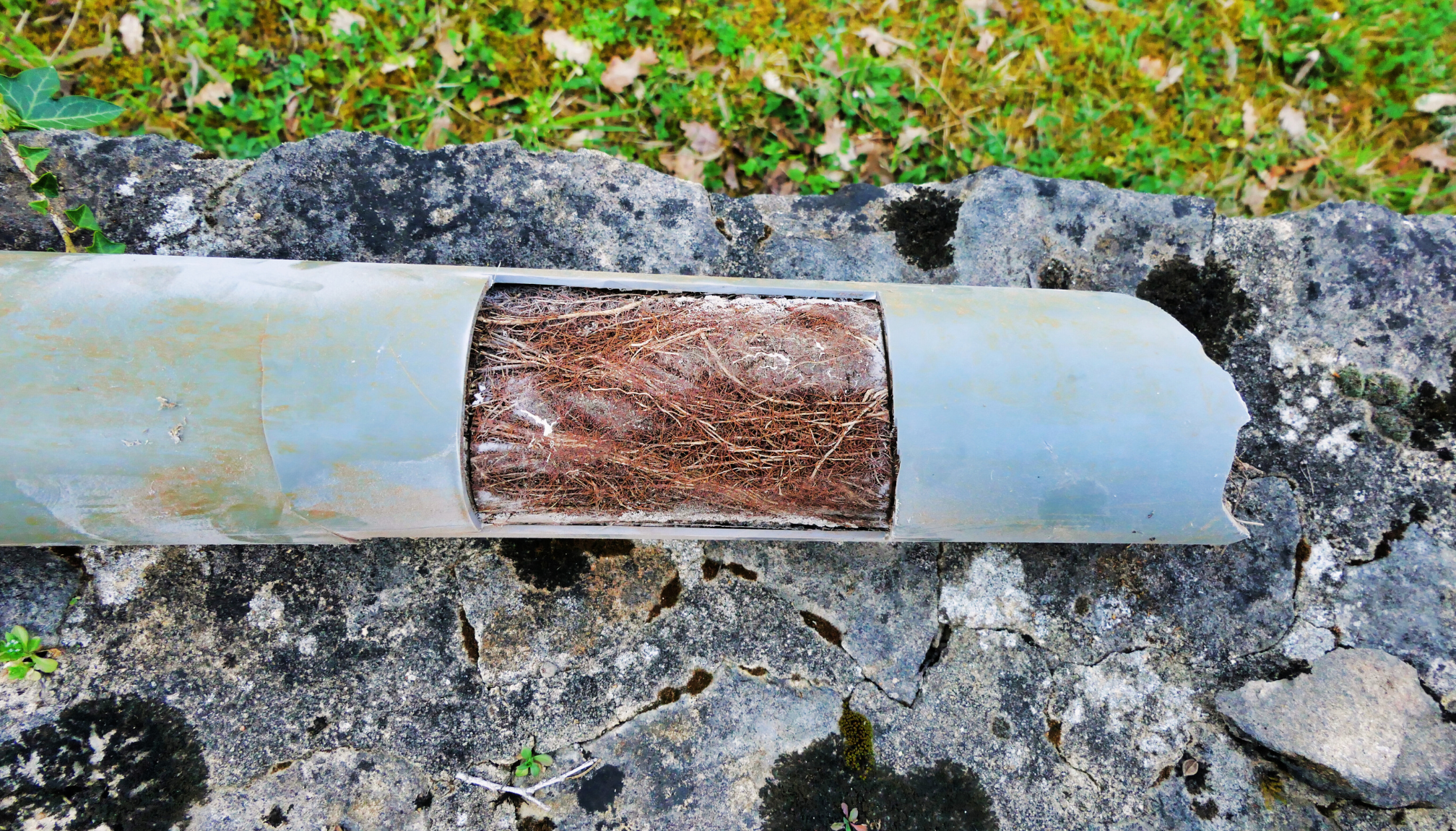 tree roots in pipe